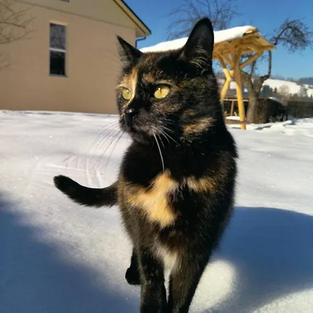 еко-садиба сова бубу ゲストハウス イズキ